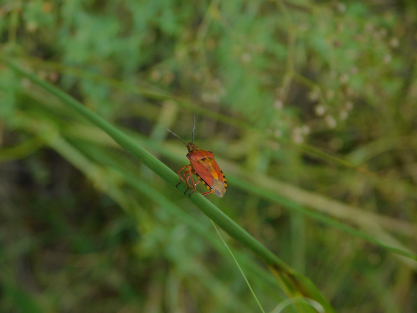 Carpocoris