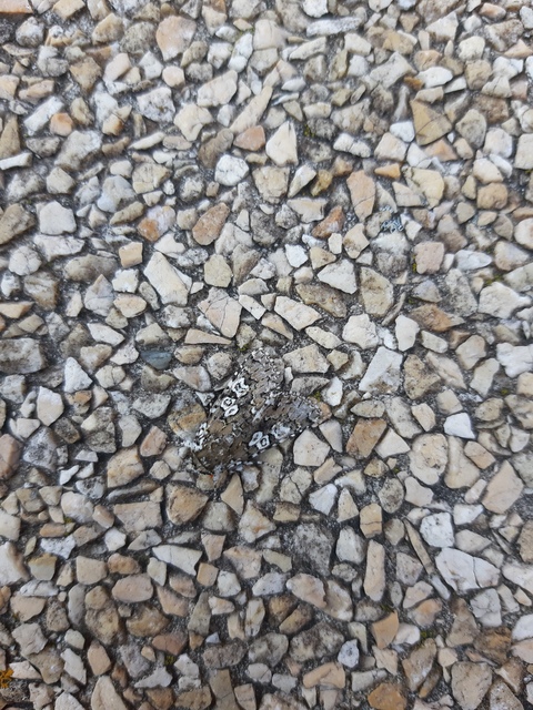 Lamprosticta culta - hármasfoltú bagoly