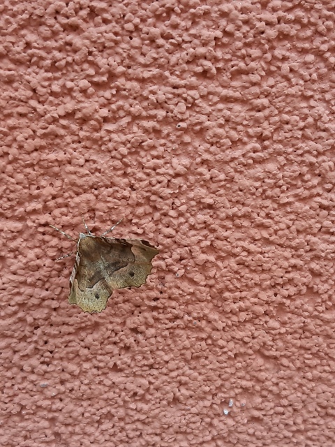 Selenia tetralunaria - négyfoltos holdasaraszoló