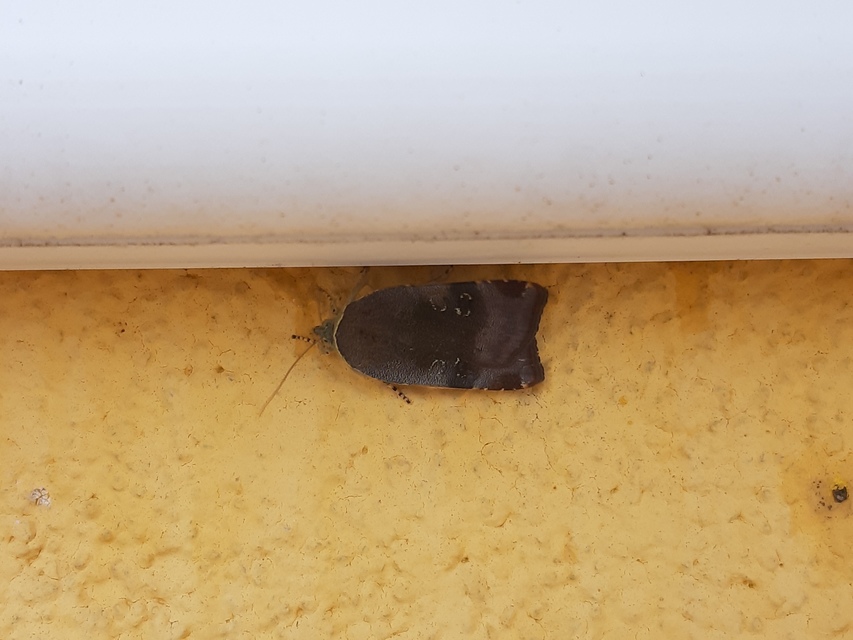 Noctua janthe/janthina