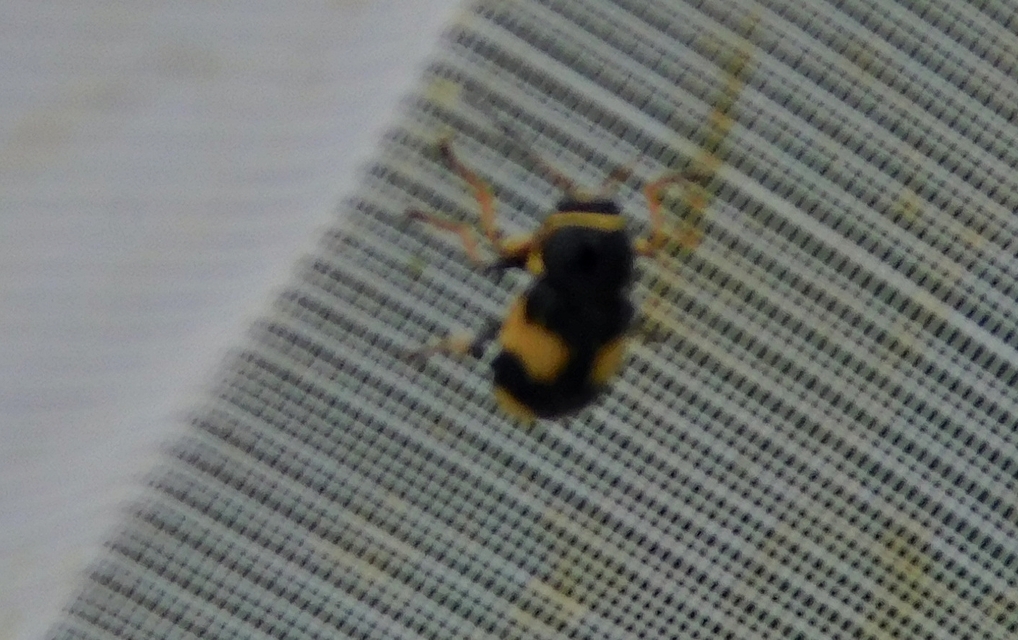 Cryptocephalus moraei - közönséges zömökbogár