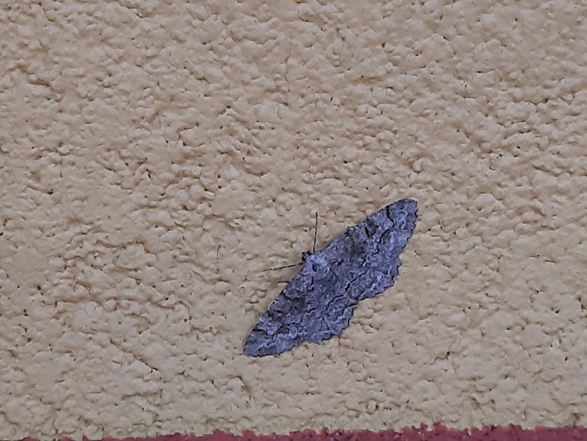 Alcis repandata - foltos faaraszoló Alcis repandata - foltos faaraszoló