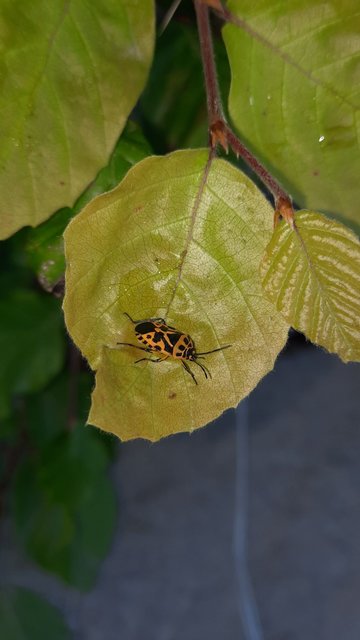 Eurydema