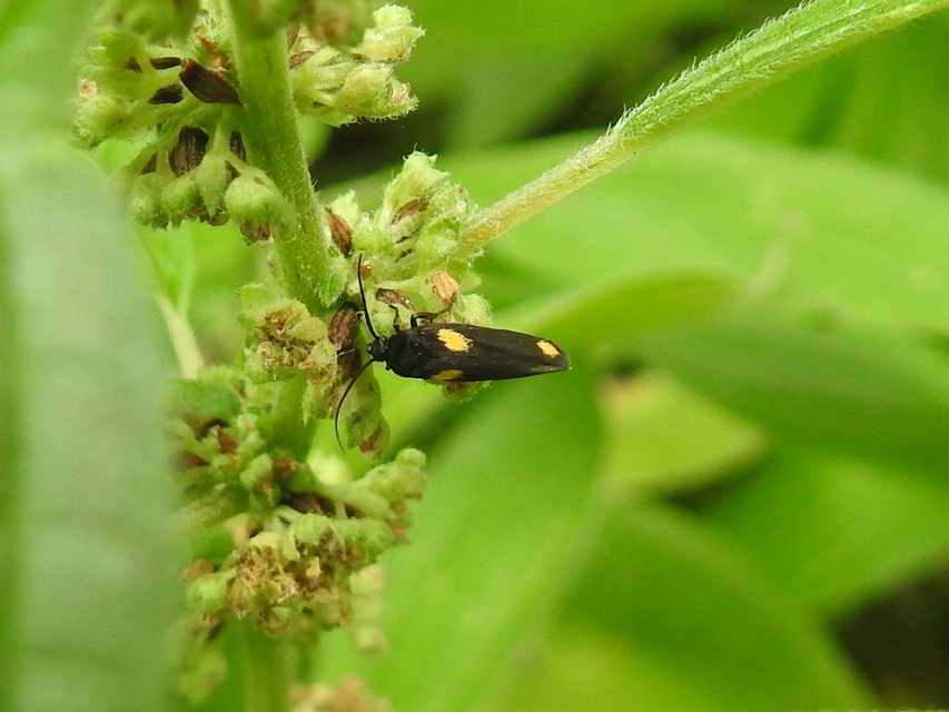 Scythris sinensis - aranyfarú zöldmoly