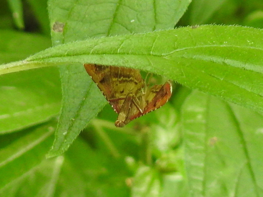 Endotricha flammealis - tüzesszárnyú fényilonca
