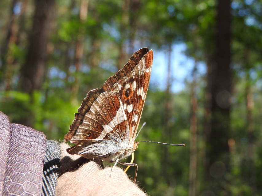Apatura iris - nagy színjátszólepke