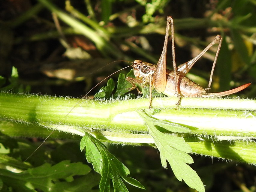 Pachytrachis gracilis - karcsú szöcske