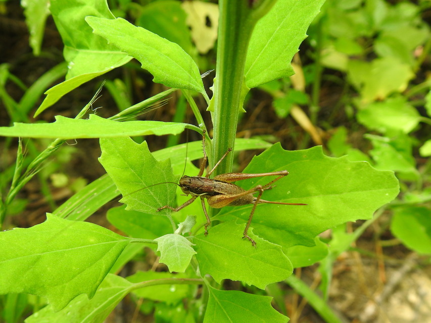 Pachytrachis gracilis - karcsú szöcske