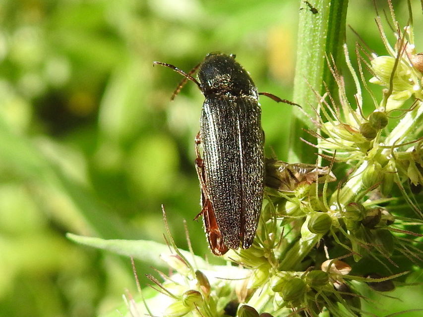 Melanotus
