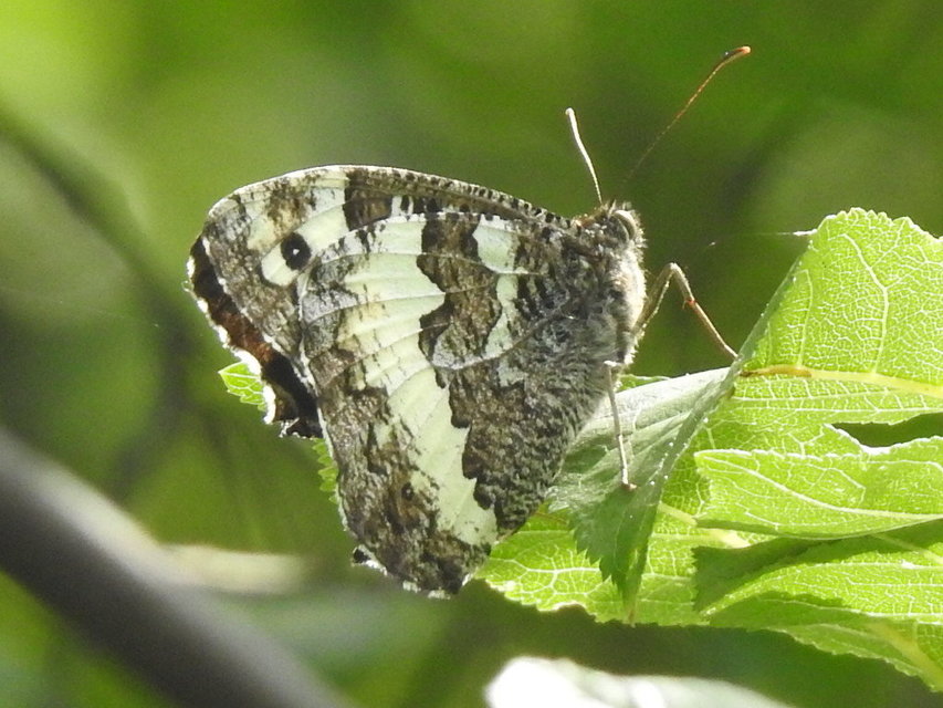 Brintesia circe - fehéröves szemeslepke