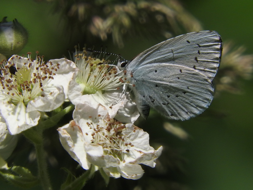 Celastrina argiolus - bengeboglárka