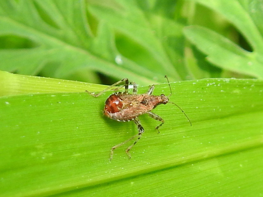 Himacerus