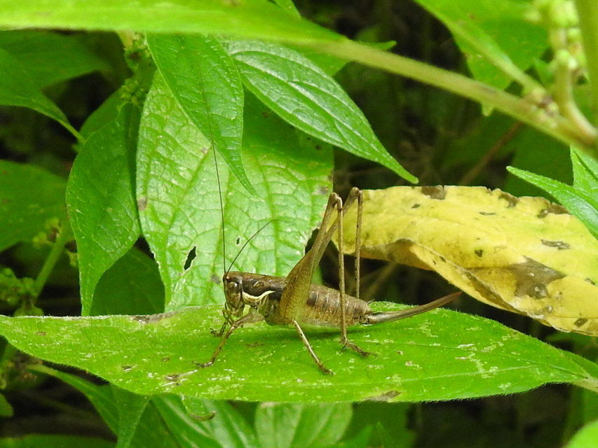 Pachytrachis gracilis - karcsú szöcske