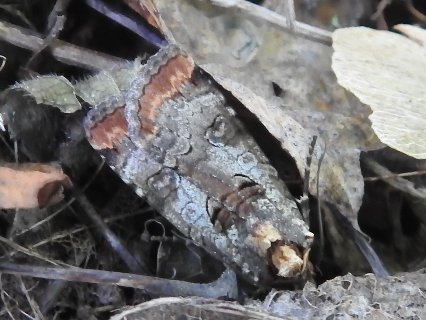 Epilecta linogrisea - karcsú sárgafűbagoly