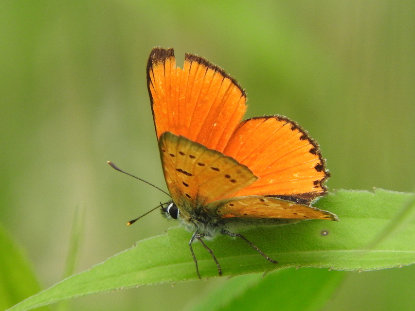 Lycaena virgaureae - arany-tűzlepke
