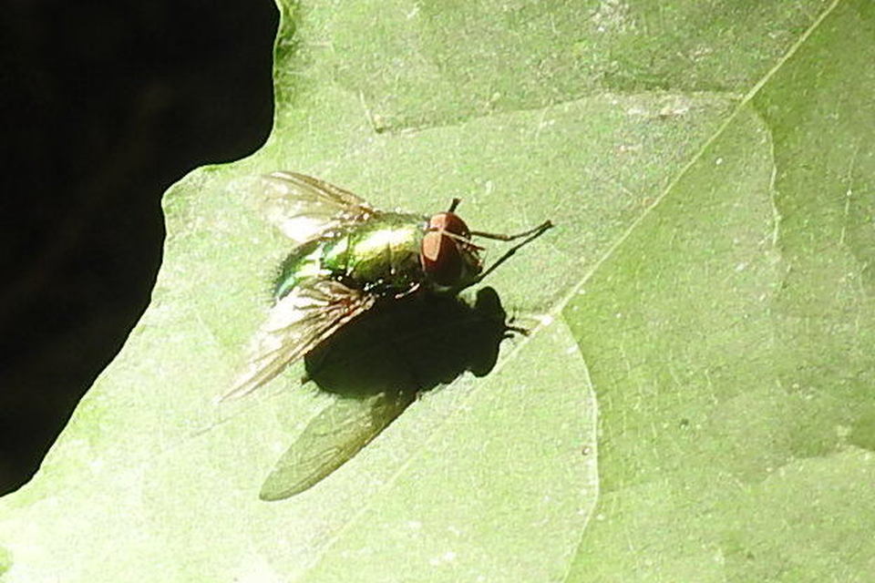 Lucilia