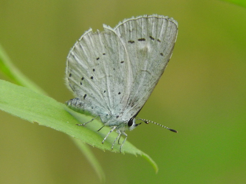 Celastrina argiolus - bengeboglárka