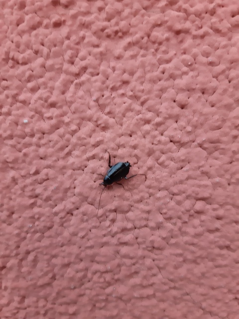 Phyllodromica latipennis - szélesszárnyú avarcsótány