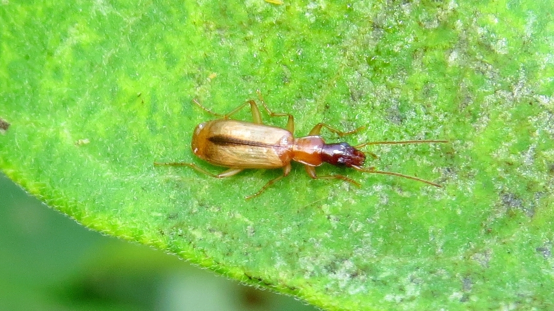 Paradromius longiceps - hosszúfejű kéregfutó