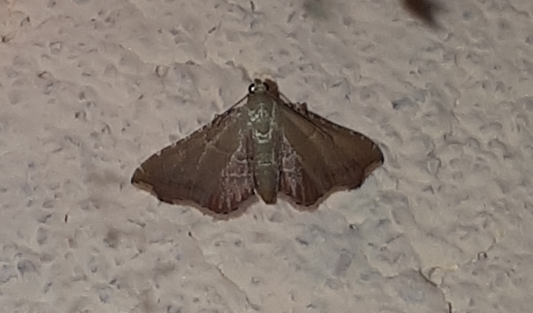 Endotricha flammealis - tüzesszárnyú fényilonca