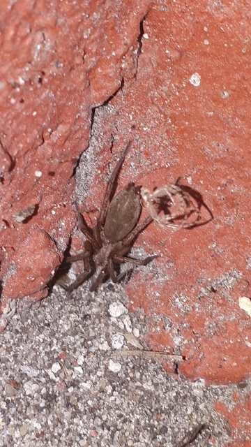 Drassodes/Drassodex
