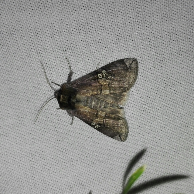 Tethea ocularis - pápaszemes pihésszövő