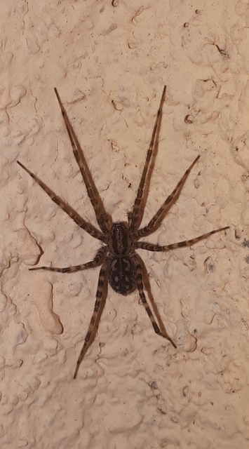 Tegenaria