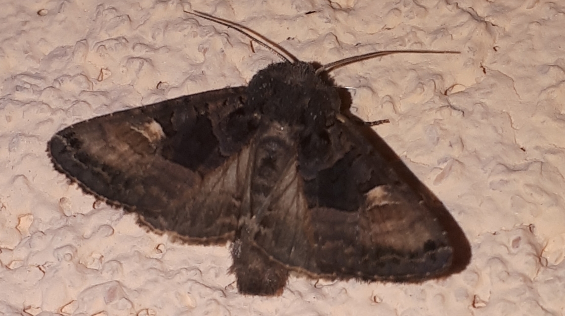 Euplexia lucipara - szeder-csipkésbagoly