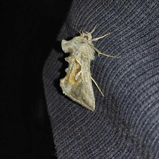 Macdunnoughia confusa - cseppfoltos ezüstbagoly
