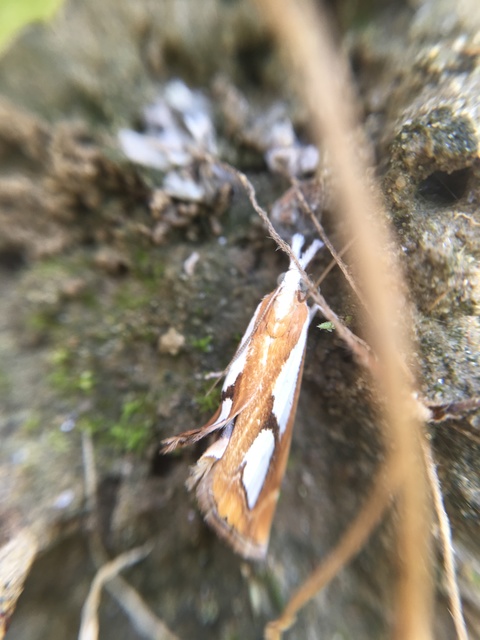 Catoptria pinella - ezüstös fűgyökérmoly
