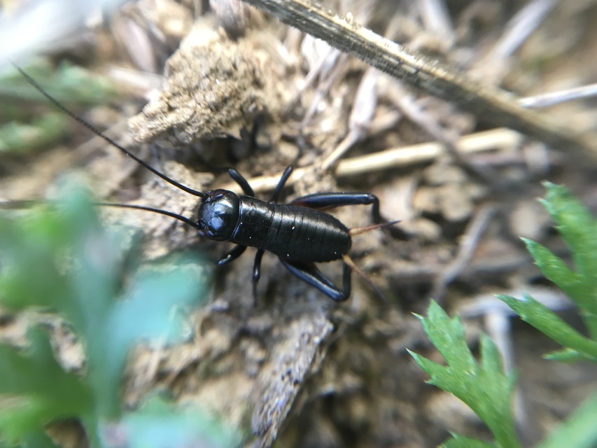 Gryllus campestris - mezei tücsök