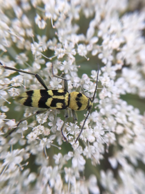 Chlorophorus varius - díszes darázscincér
