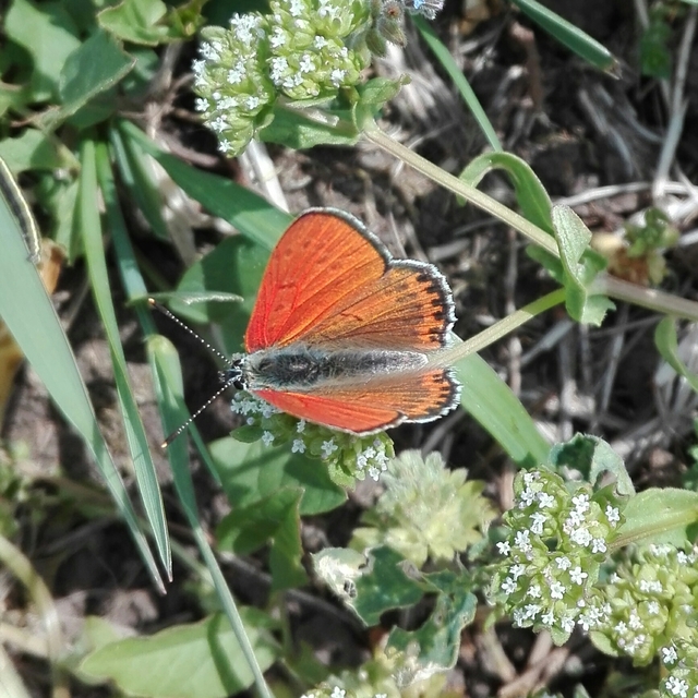 Lycaena thersamon - kis tűzlepke