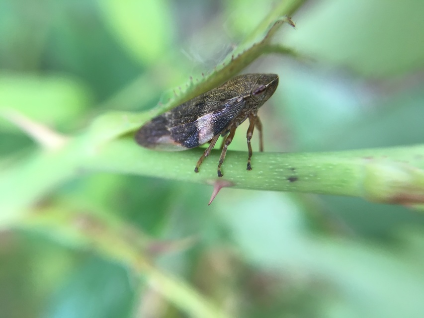 Aphrophora alni