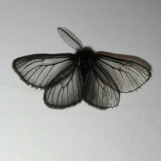 Pentophera morio - réti gyapjaslepke