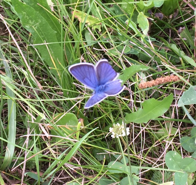 Cyaniris semiargus - aprószemes boglárka