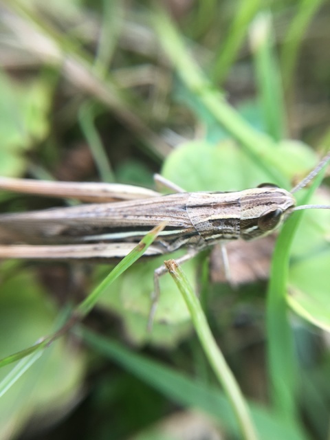 Euchorthippus declivus - rövidszárnyú rétisáska
