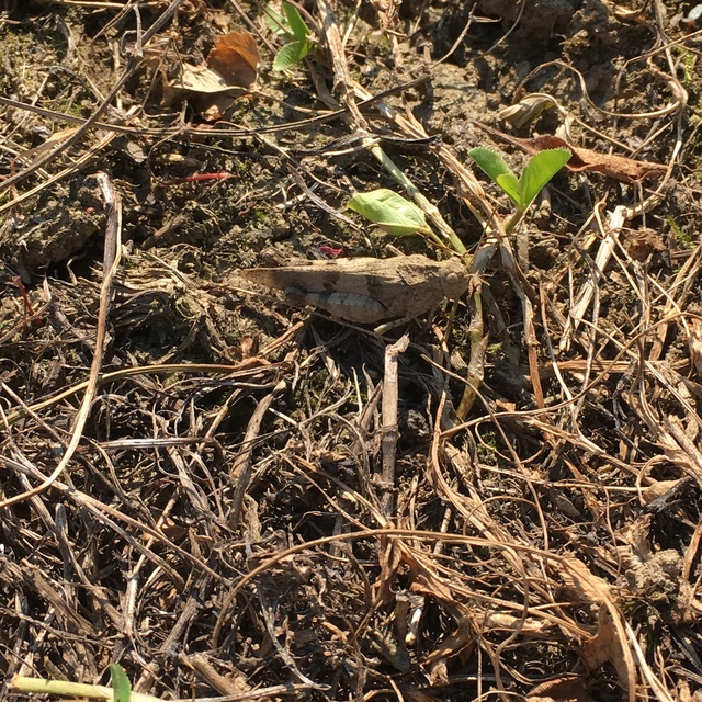Oedipoda caerulescens - kékszárnyú sáska