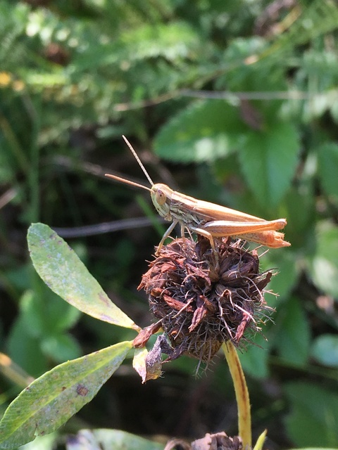 Euchorthippus declivus - rövidszárnyú rétisáska