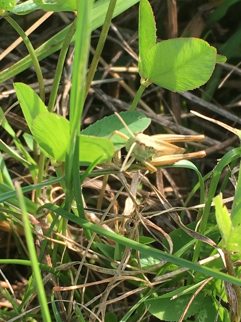 Euchorthippus declivus - rövidszárnyú rétisáska