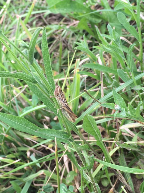 Euchorthippus declivus - rövidszárnyú rétisáska