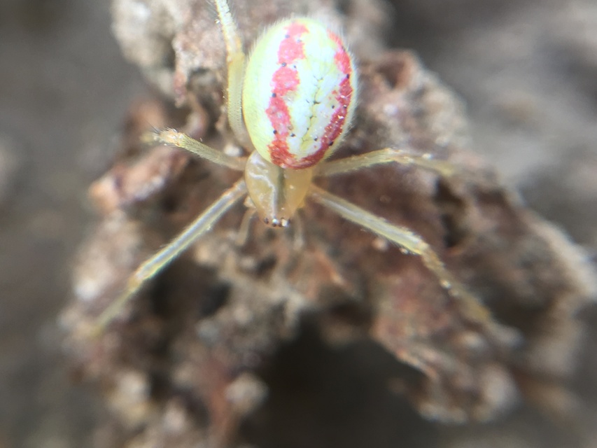 Enoplognatha ovata/latimana
