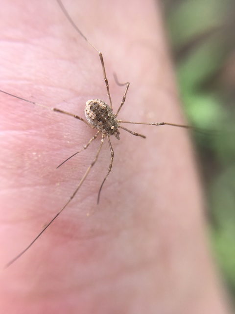Opiliones - Kaszáspókok