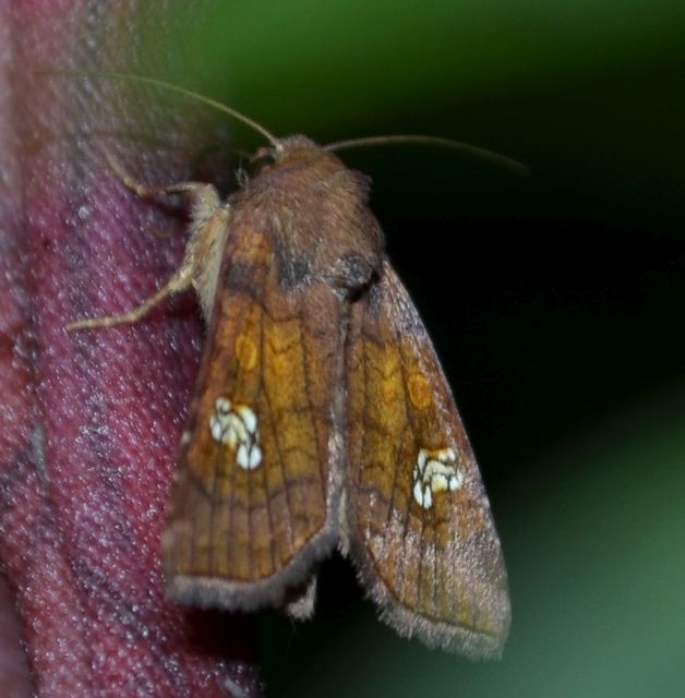 Amphipoea oculea - nagyfoltú lápibagoly