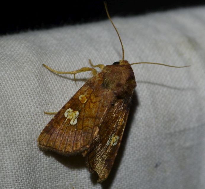Amphipoea oculea - nagyfoltú lápibagoly