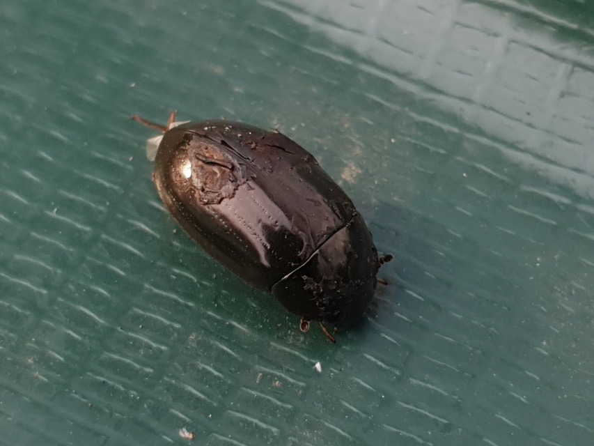 Hydrochara flavipes - sárgalábú csibor