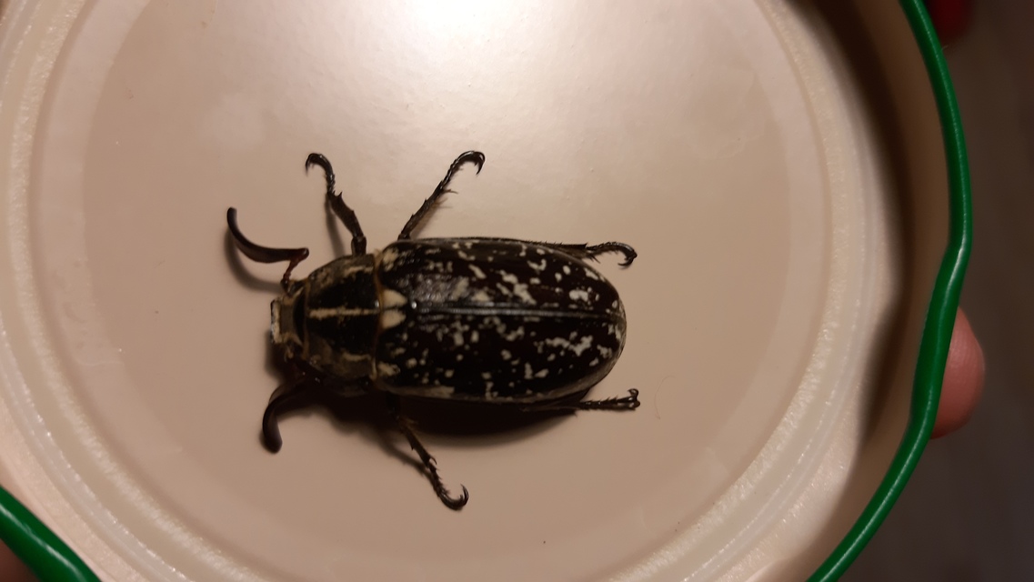Polyphylla fullo - csapó cserebogár
