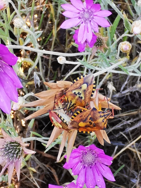 Carpocoris
