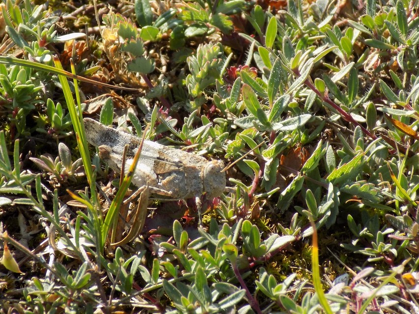 Oedipoda caerulescens - kékszárnyú sáska