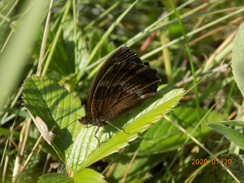 Minois dryas - fekete szemeslepke Minois dryas - fekete szemeslepke